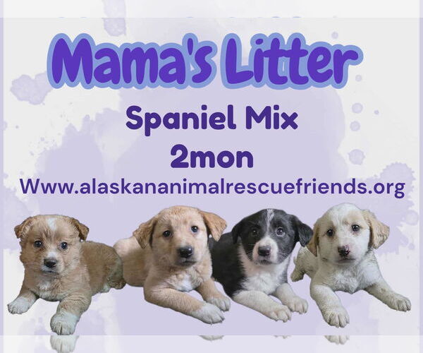 Medium Photo #1 Border Collie-Spaniel Mix Puppy For Sale in Anchorage, AK, USA