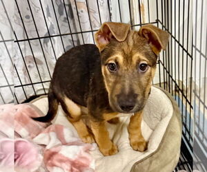 Mutt Dogs for adoption in GILBERTS, IL, USA