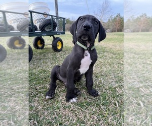 Great Dane Puppy for sale in BOGUE CHITTO, MS, USA