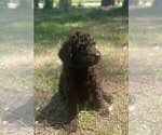 Small Photo #3 Poodle (Standard) Puppy For Sale in KITTY HAWK, NC, USA