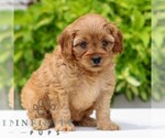 Small #4 Cavapoo