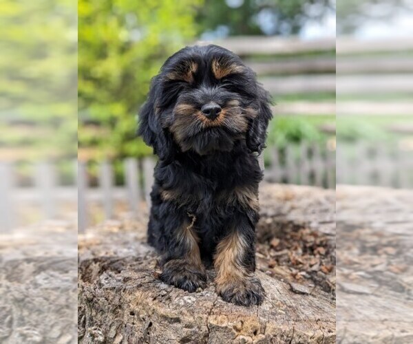 Medium Photo #6 Cock-A-Poo-Cocker Spaniel Mix Puppy For Sale in SALEM, MO, USA
