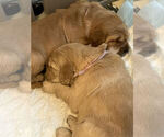Small Photo #9 Golden Retriever Puppy For Sale in MIDLAND, MI, USA