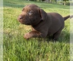 Small Photo #39 Labrador Retriever Puppy For Sale in FREDERICKSBG, OH, USA