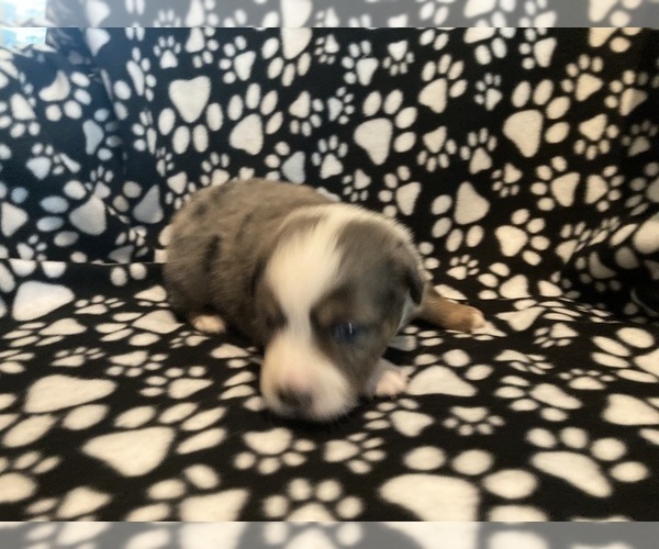 Medium Photo #1 Miniature Australian Shepherd Puppy For Sale in BROOKSVILLE, FL, USA