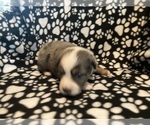 Small Photo #1 Miniature Australian Shepherd Puppy For Sale in BROOKSVILLE, FL, USA