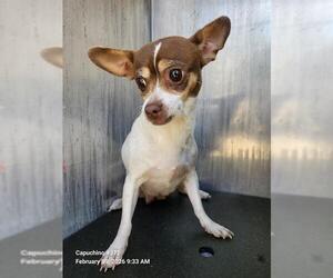 Chihuahua Dogs for adoption in San Antonio, TX, USA
