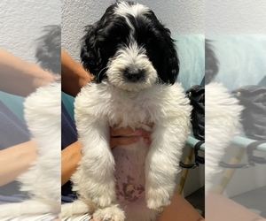Bernedoodle Puppy for Sale in OCEANSIDE, California USA
