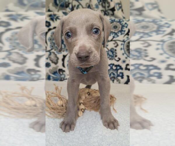 Medium Photo #2 Weimaraner Puppy For Sale in LEWISBURG, KY, USA