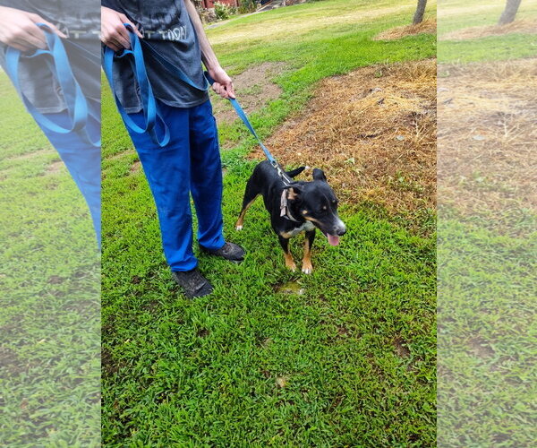Medium Photo #4 German Shepherd Dog-Unknown Mix Puppy For Sale in Harrison, AR, USA