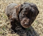 Small Photo #51 Boykin Spaniel-Goldendoodle Mix Puppy For Sale in MORGANTON, NC, USA