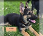 Small Photo #5 German Shepherd Dog Puppy For Sale in CLEARWATER, FL, USA