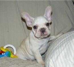 French Bulldog Puppy for sale in STEVENSON RANCH, CA, USA