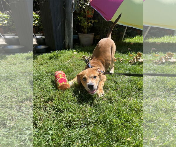 Medium Photo #2 Mutt Puppy For Sale in Pleasanton, CA, USA