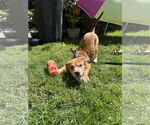 Small #1 Mutt