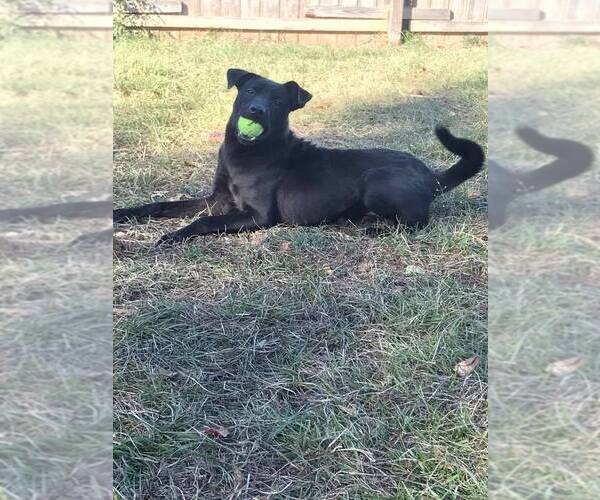 Medium Photo #4 Labrador Retriever-Unknown Mix Puppy For Sale in Jackson, MS, USA