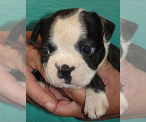 Boston Terrier Puppy for sale in CRKD RVR RNCH, OR, USA