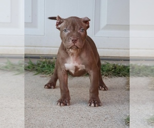 American Bully Puppy for sale in CHAMPAIGN, IL, USA