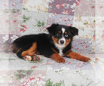Small #6 Miniature Australian Shepherd