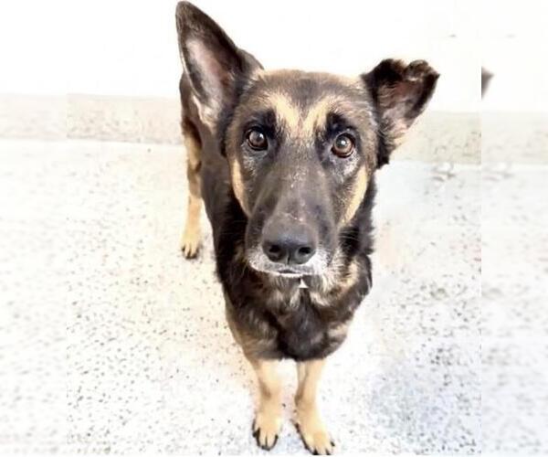 Medium Photo #2 German Shepherd Dog Puppy For Sale in Houston, TX, USA