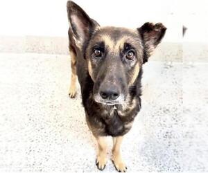 RUNE - Male German Shepherd Dog Dog for Adoption - Photo #2