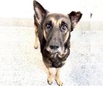 Small Photo #2 German Shepherd Dog Puppy For Sale in Houston, TX, USA