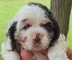 Puppy Nora Cocker Spaniel
