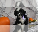 Small Photo #3 Bernedoodle Puppy For Sale in LANCASTER, PA, USA