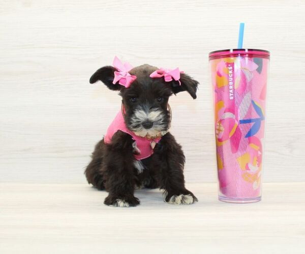 Medium Photo #2 Schnauzer (Miniature) Puppy For Sale in LAS VEGAS, NV, USA