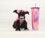 Small #1 Schnauzer (Miniature)