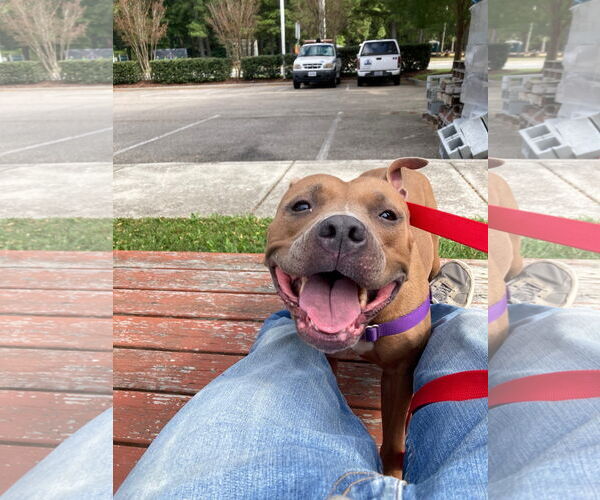 Medium Photo #8 American Pit Bull Terrier Puppy For Sale in Virginia Beach, VA, USA