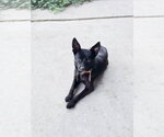 Small #13 Chihuahua