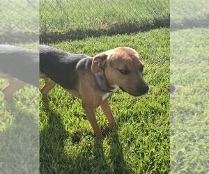 Labrador Retriever-Unknown Mix Dogs for adoption in MIDWAY, UT, USA