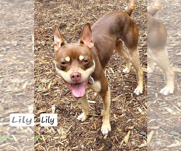 Medium Photo #16 Mutt Puppy For Sale in Ellijay, GA, USA
