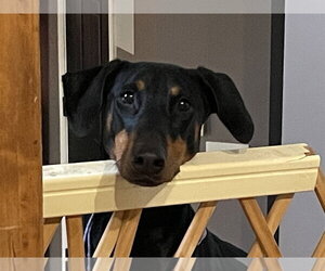 Erika - Female Doberman Pinscher Dog for Adoption - Photo #4