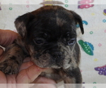 Small Photo #4 French Bulldog Puppy For Sale in WISC RAPIDS, WI, USA