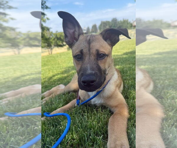 Medium Photo #8 Mutt Puppy For Sale in Sandy, UT, USA