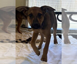 Mutt Dogs for adoption in Brewster, MA, USA