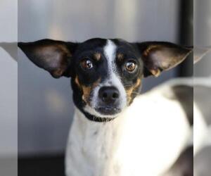 Chihuahua-Unknown Mix Dogs for adoption in San Antonio, TX, USA