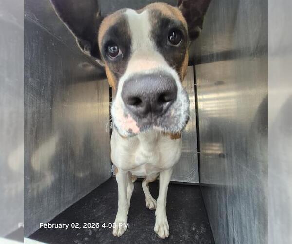 Medium Photo #1 American Staffordshire Terrier-Unknown Mix Puppy For Sale in San Antonio, TX, USA