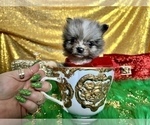 Small Photo #18 Pomeranian Puppy For Sale in HAYWARD, CA, USA