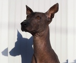 Small Photo #1 Xoloitzcuintli (Mexican Hairless) Puppy For Sale in MERCED, CA, USA