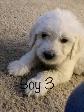 Medium Photo #87 Goldendoodle Puppy For Sale in VACAVILLE, CA, USA