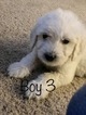 Small #86 Goldendoodle