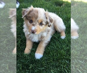 Australian Shepherd Puppy for sale in MORIARTY, NM, USA