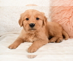 Small Photo #1 Golden Retriever Puppy For Sale in MILLERSBURG, OH, USA