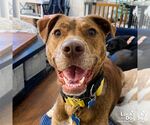 Small #15 Labrador Retriever Mix