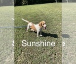 Small Photo #1 Beagle Puppy For Sale in WOODBRIDGE, VA, USA