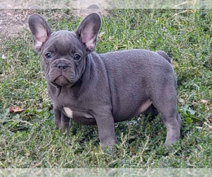 French Bulldog Puppy for sale in BOSTON, MA, USA