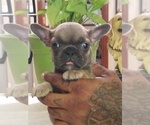 Puppy 1 French Bulldog